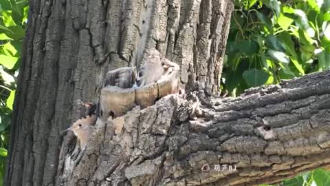 bird on tree