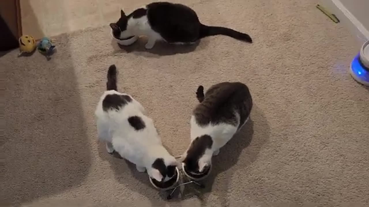 Cats Brother Steal Lady Cat Food