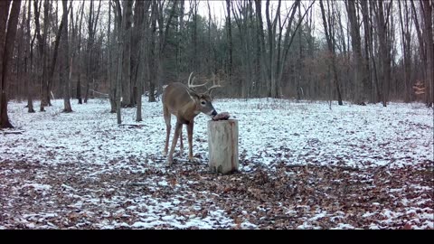 Darn nice White Tail Bucks!