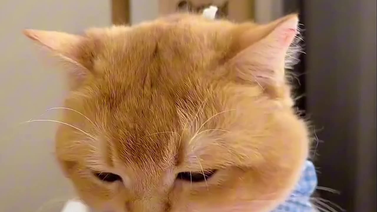 Cat Mukbang