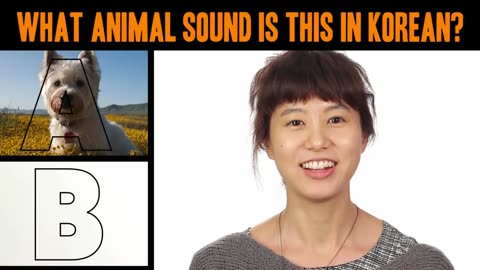 Animals sound in english