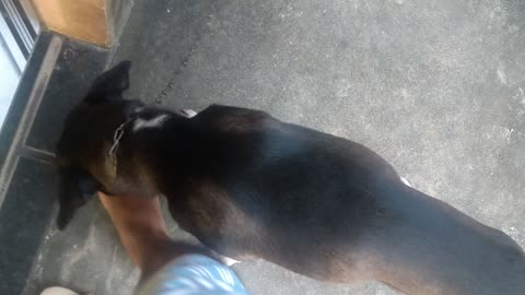 my nice dog