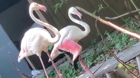 Flamingos eating big carp