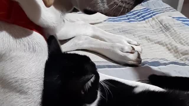 labrador and kitten best friends