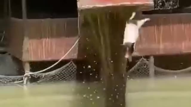 Funny pigs jumping in water