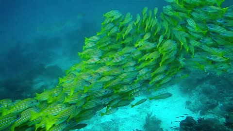 School Of Fish