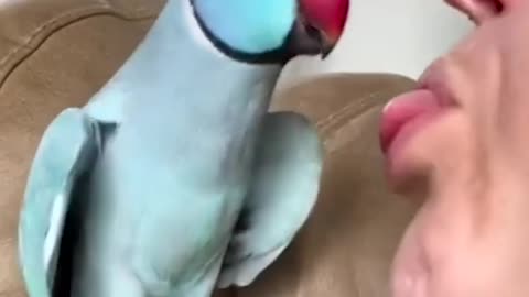 Talking Parrot Interacts Adorably With Owner