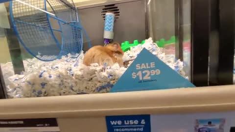 Exploring PetSmart animal friends everywhere