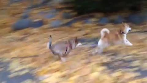 Dogs chasing each other