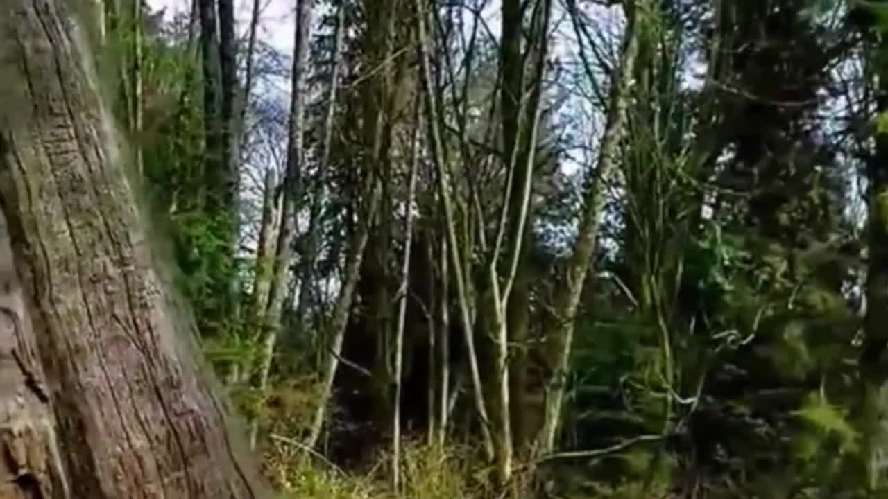 Canada; Dead trees in Stanley Park