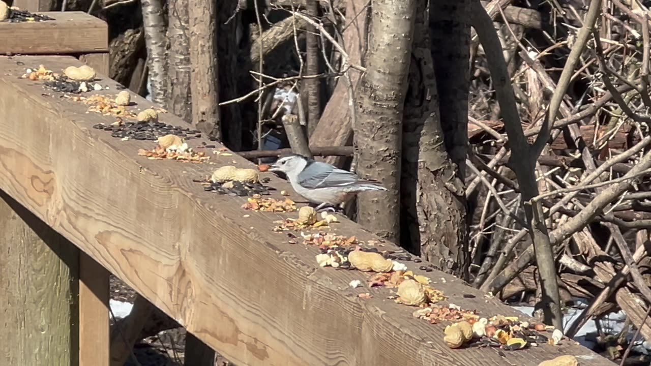 White-Breasted Nuthatch the upside down birdie