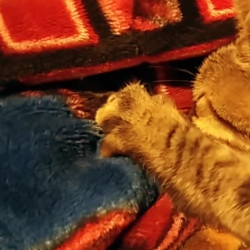 Zika (la gatita) extraña a la madre (10/10/2024)