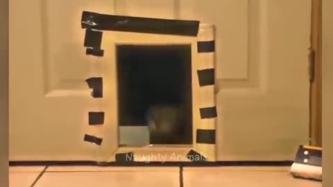 Funny cat video 2024