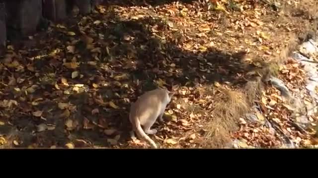 Cat fishing in a lake