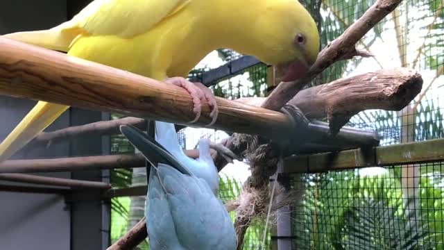 Two beautiful birds playing