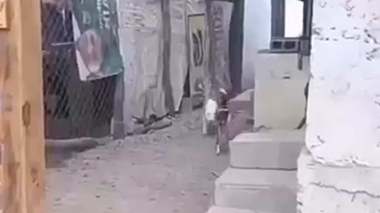 😂🤣Funny animals 😁😆