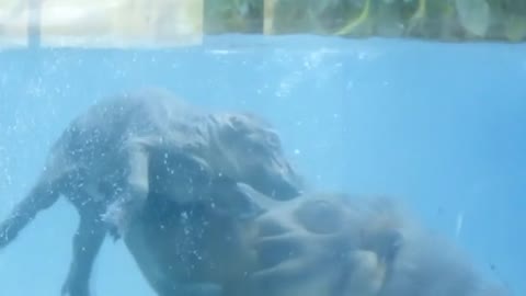 Newborn hippo makes a splash