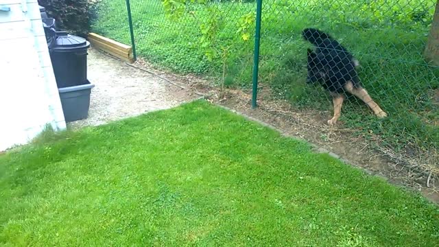 Little Puppy Meets Big Dog! *Funny Puppy Video*