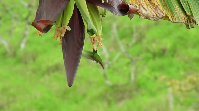 Beautiful hummingbird feeding on a banana apple