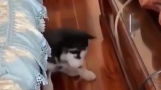 😂 🤣 Funny dog and cute dog videos shorts viral