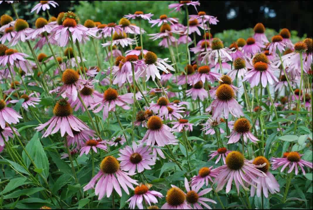 Equinácea ( Echinacea purpurea ) serve para gripes e resfriados