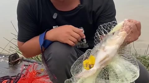 Catch Fish from Net