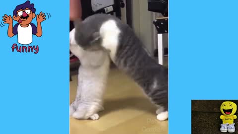 funniest cats videos in 2022