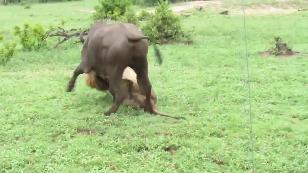 #lion Hunting Buffalo __ Free Stock Footage __ Free Download