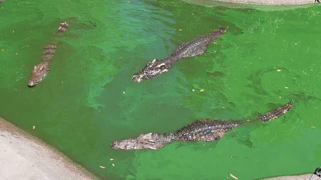 Crocodiles