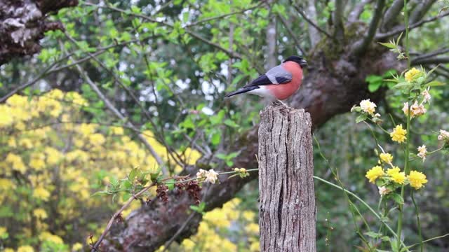 A beautiful colored bird standing among the trees