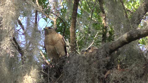 Red-Shouldered Hawk with its chicks