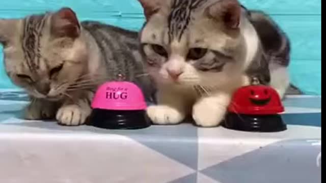 Gatos Engraçados, Muito Fofos