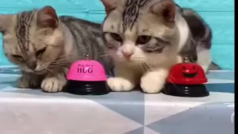 Gatos Engraçados, Muito Fofos