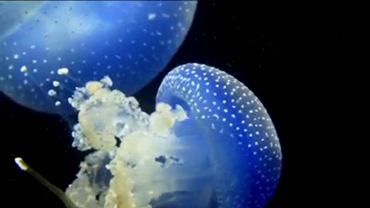 Beautiful sea creature light jelly fish