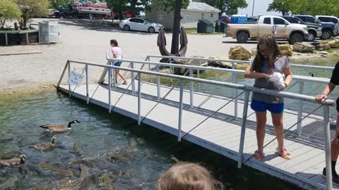 Feeding fish and geese