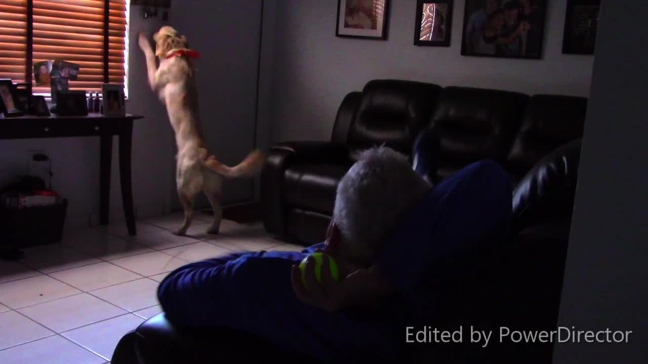 Dog training video