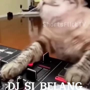 Crazy Cute Cat #kucinglucu #pecintakucing #catlover