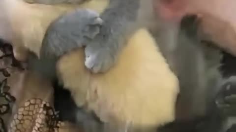 kitten and puppies