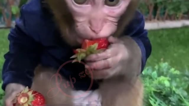 cute monkey strawberry party