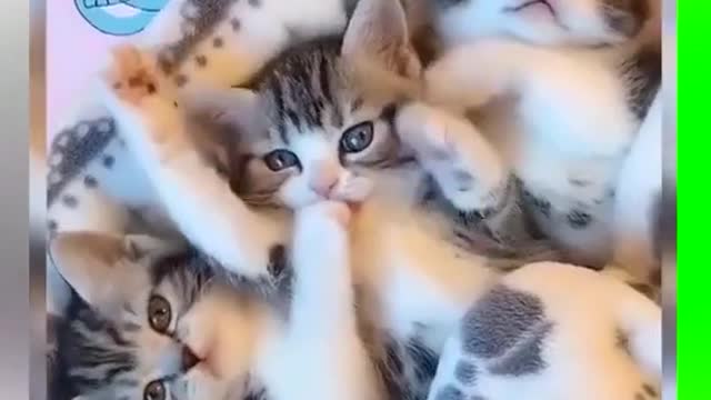 Funny collection of cats (31) # cute meow # cat # cute pet # milk cat # cat