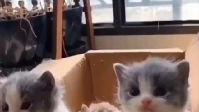 Baby Cats - Cute and Funny Cat Videos Compilation #Shorts