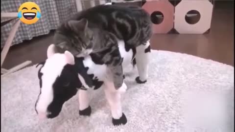 Funny Animals 2022
