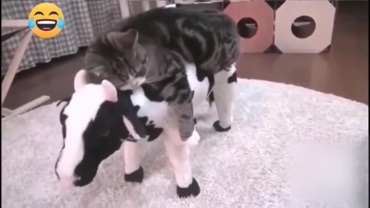 Funny Animals 2022