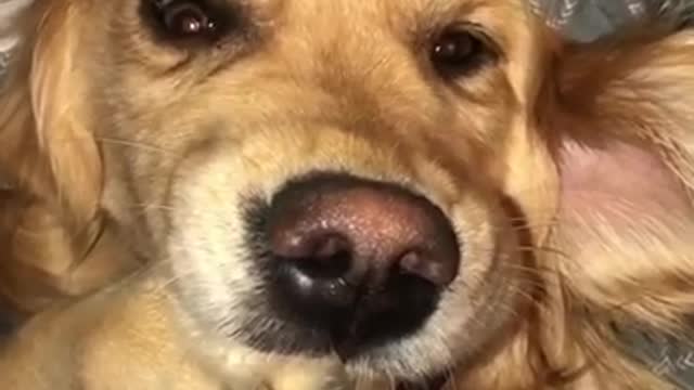 "Broken" dog freezes with paw in mouth