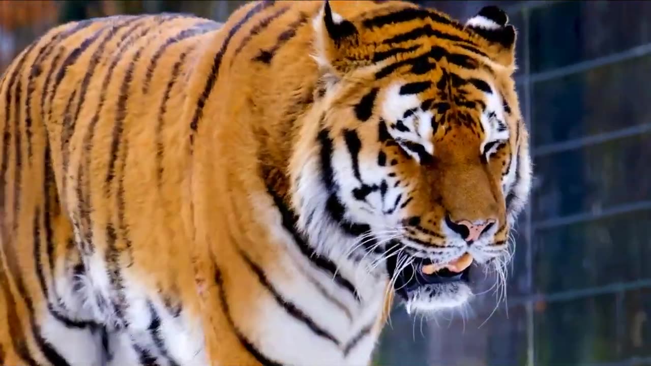 Wild Animals Collection in 4k,Wild Animal 4k