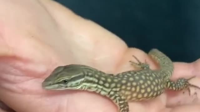 Exotic animal found...