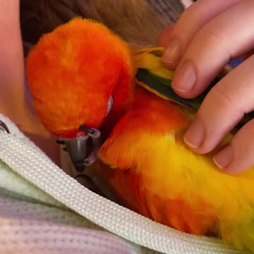 Sweet parrot politely asks for kisses from mom
