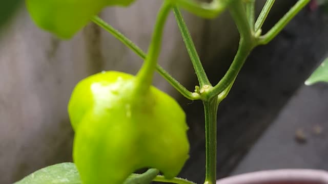 My mom call chili hat flower