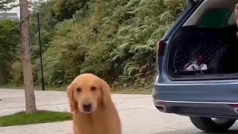 Amazing dog dance