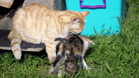 Adorable Kittens And Mother Cat In